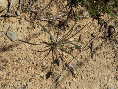 Plantago erecta