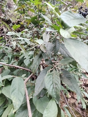 Tarenna mollissima