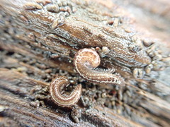 Caseyidae