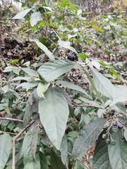 Tarenna mollissima