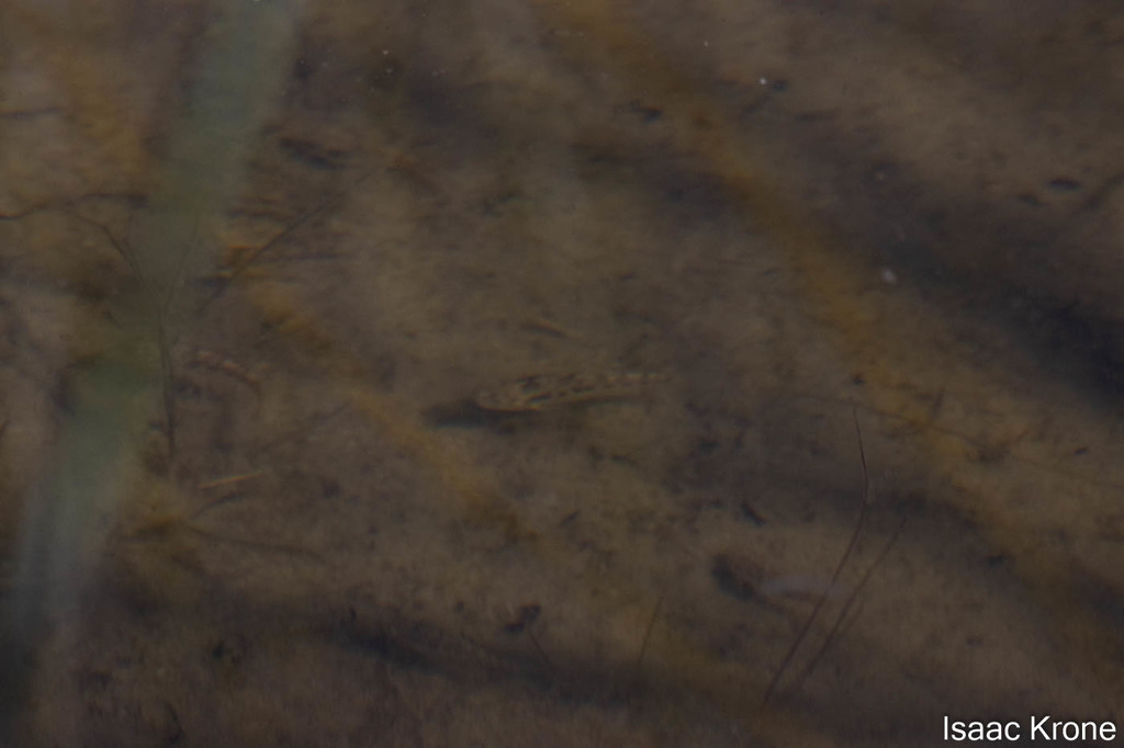Quitobaquito Pupfish