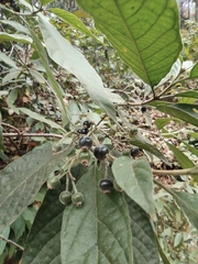Tarenna mollissima