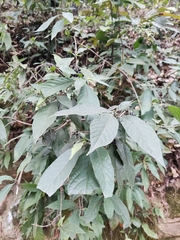 Tarenna mollissima