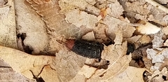 Platydracus mysticus