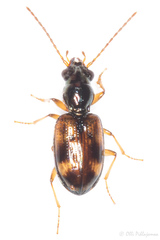 Bembidion articulatum