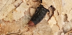 Platydracus mysticus