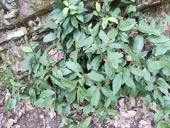 Maesa japonica