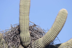 Parabuteo unicinctus