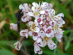 Noccaea caerulescens