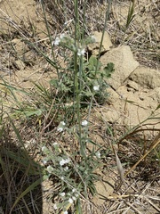 Pholistoma membranaceum