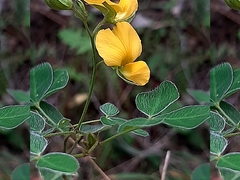 Argyrolobium tomentosum