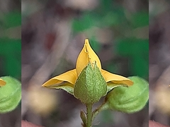 Argyrolobium tomentosum