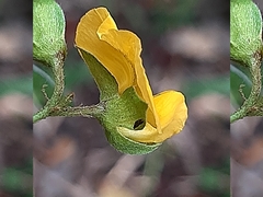 Argyrolobium tomentosum