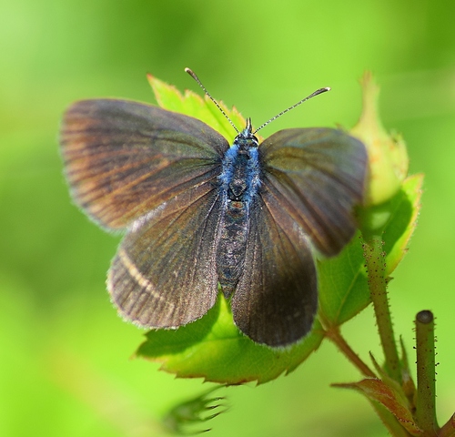 Green-underside Blue