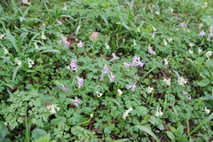 Corydalis caucasica