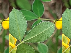 Argyrolobium tomentosum