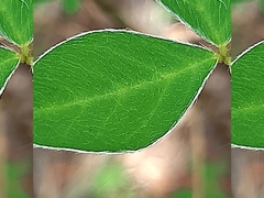 Argyrolobium tomentosum