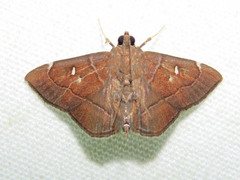 Lamprosema