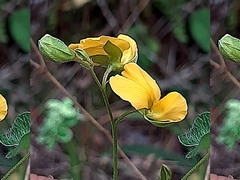 Argyrolobium tomentosum