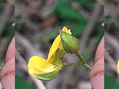 Argyrolobium tomentosum