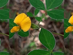 Argyrolobium tomentosum