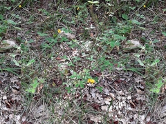 Argyrolobium tomentosum