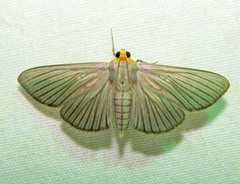 Cirrhocephalina evanidalis