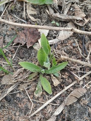 Silene latifolia