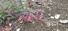 Astragalus monspessulanus monspessulanus