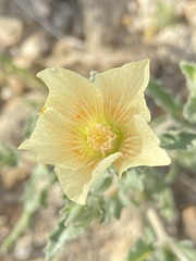 Mentzelia involucrata