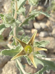 Mentzelia involucrata