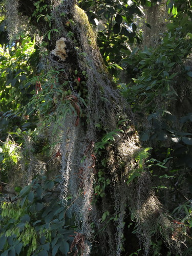 Image of Sarmienta scandens by (c) Nicolás Lavandero, some rights reserved (CC BY)