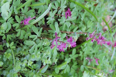 Corydalis caucasica
