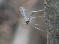Dicranota