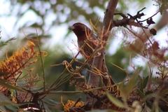 Haemorhous mexicanus
