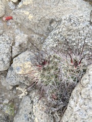 Mammillaria hutchisoniana hutchisoniana