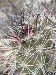 Mammillaria hutchisoniana hutchisoniana