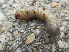 Scolecocampa liburna