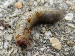 Scolecocampa liburna