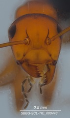 Camponotus bakeri