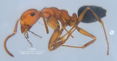 Camponotus bakeri