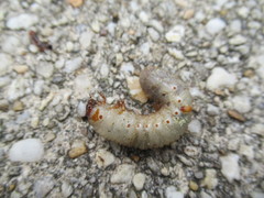 Scolecocampa liburna