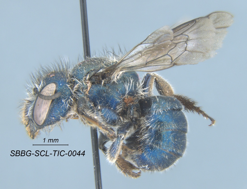 Osmia clarescens