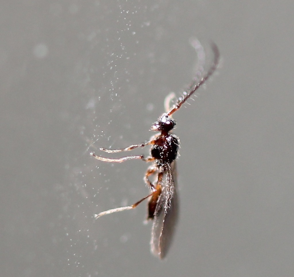 Synacra paupera