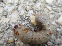 Scolecocampa liburna