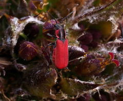 Malachius coccineus