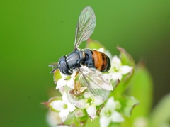 Paragus bicolor