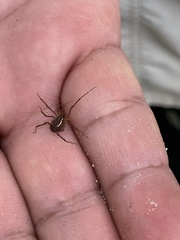 Holovonones compressus