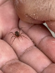 Holovonones compressus