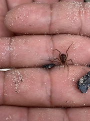 Holovonones compressus
